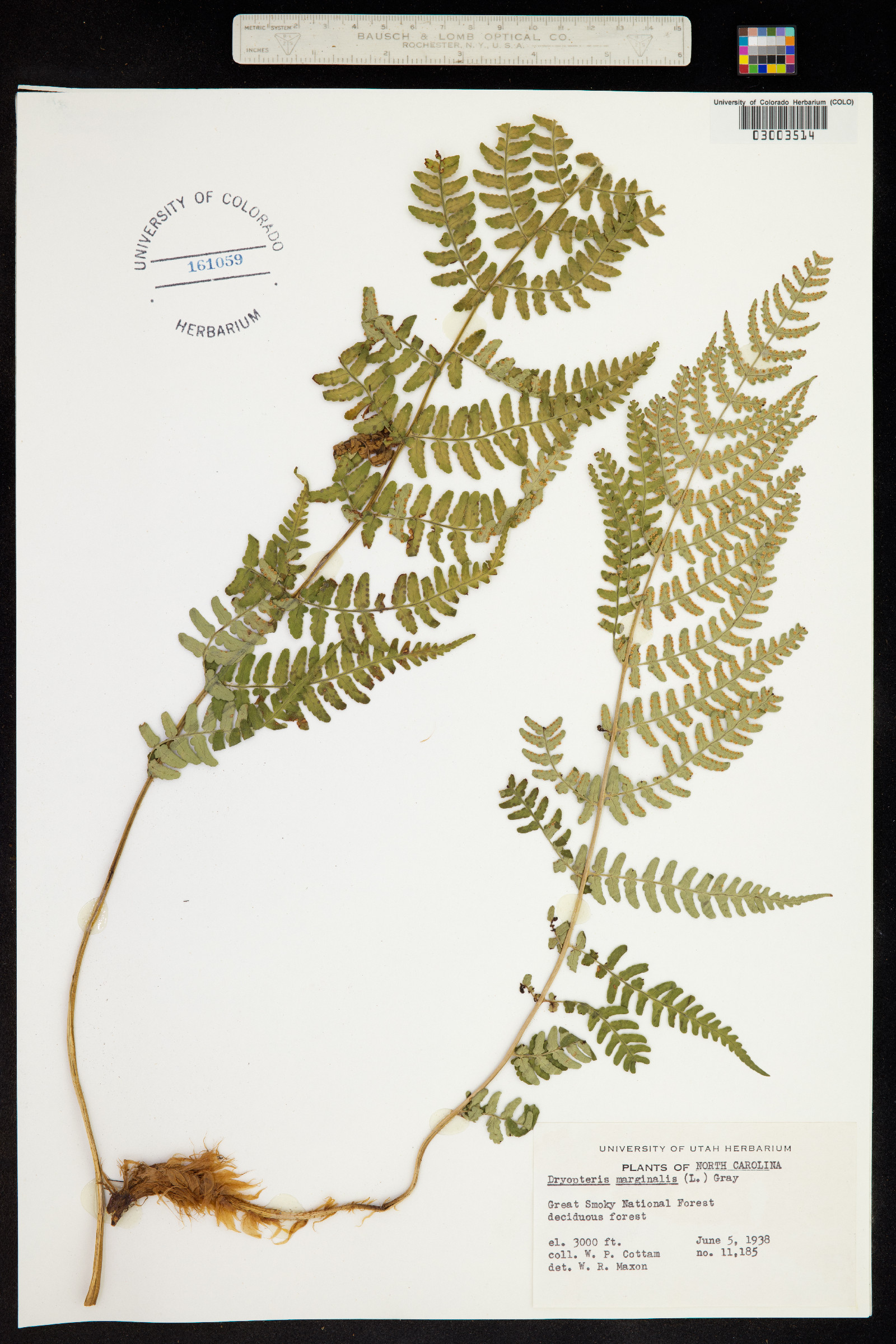 Dryopteris marginalis image