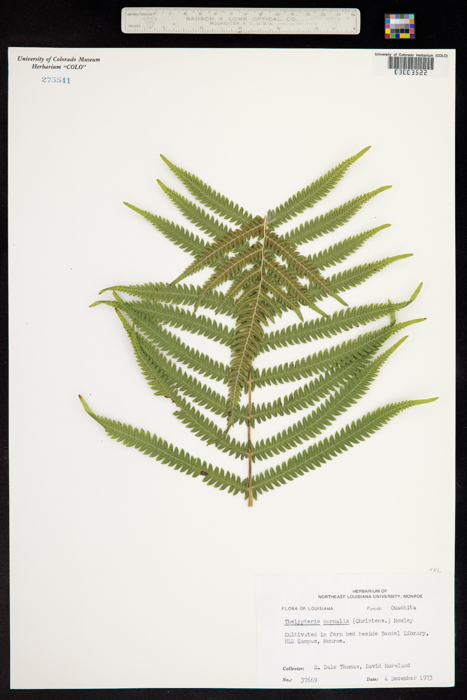 Thelypteris kunthii image