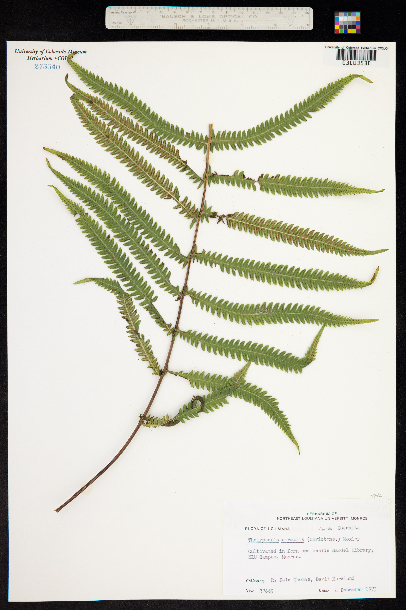 Thelypteris image