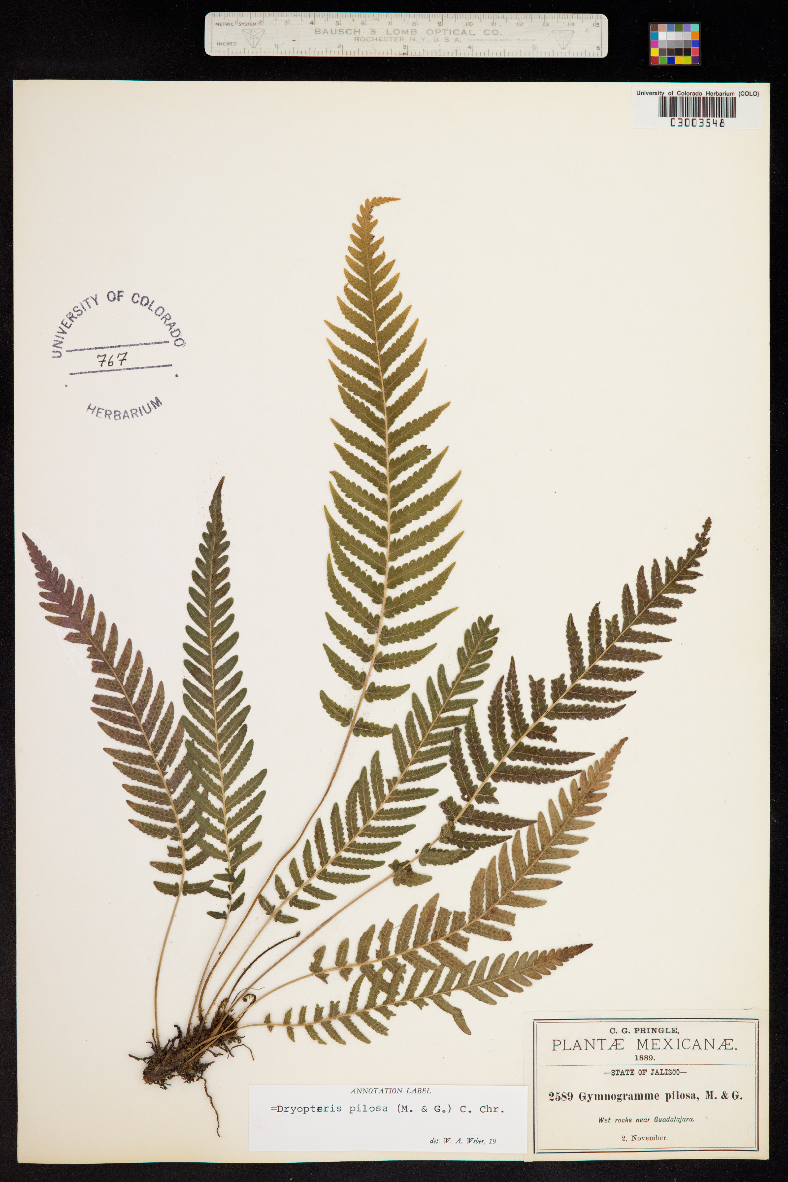 Thelypteris sancta image