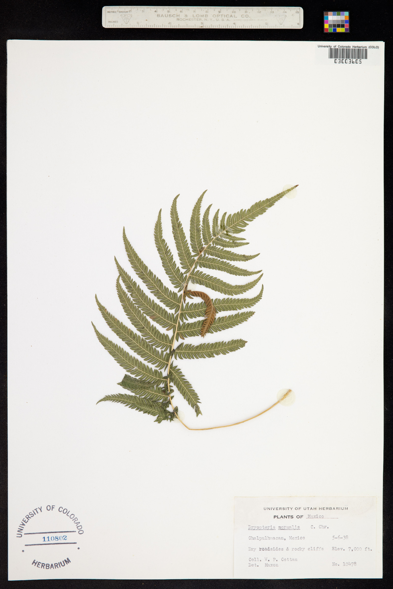 Thelypteris kunthii image