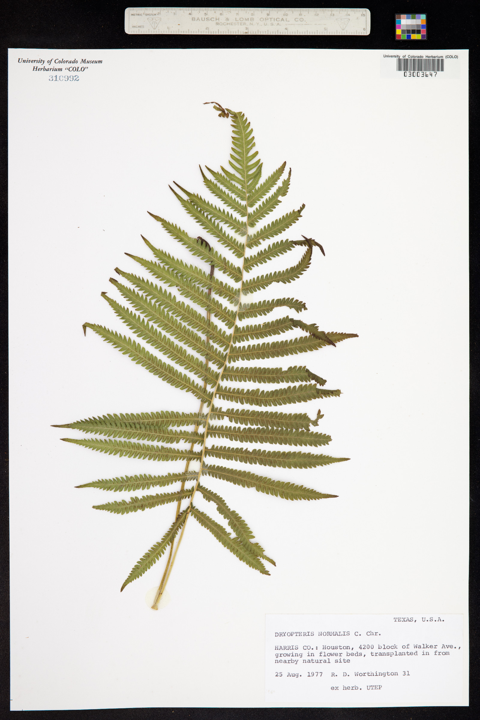Thelypteris kunthii image