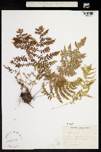 Image of Dryopteris carthusiana