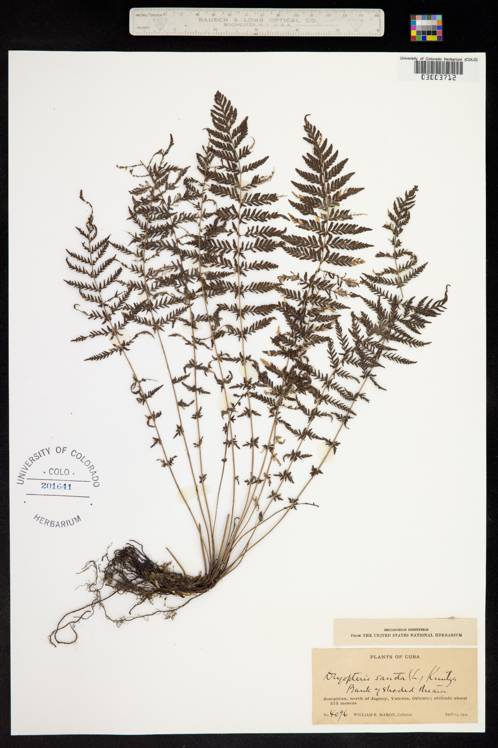 Dryopteris sancta image