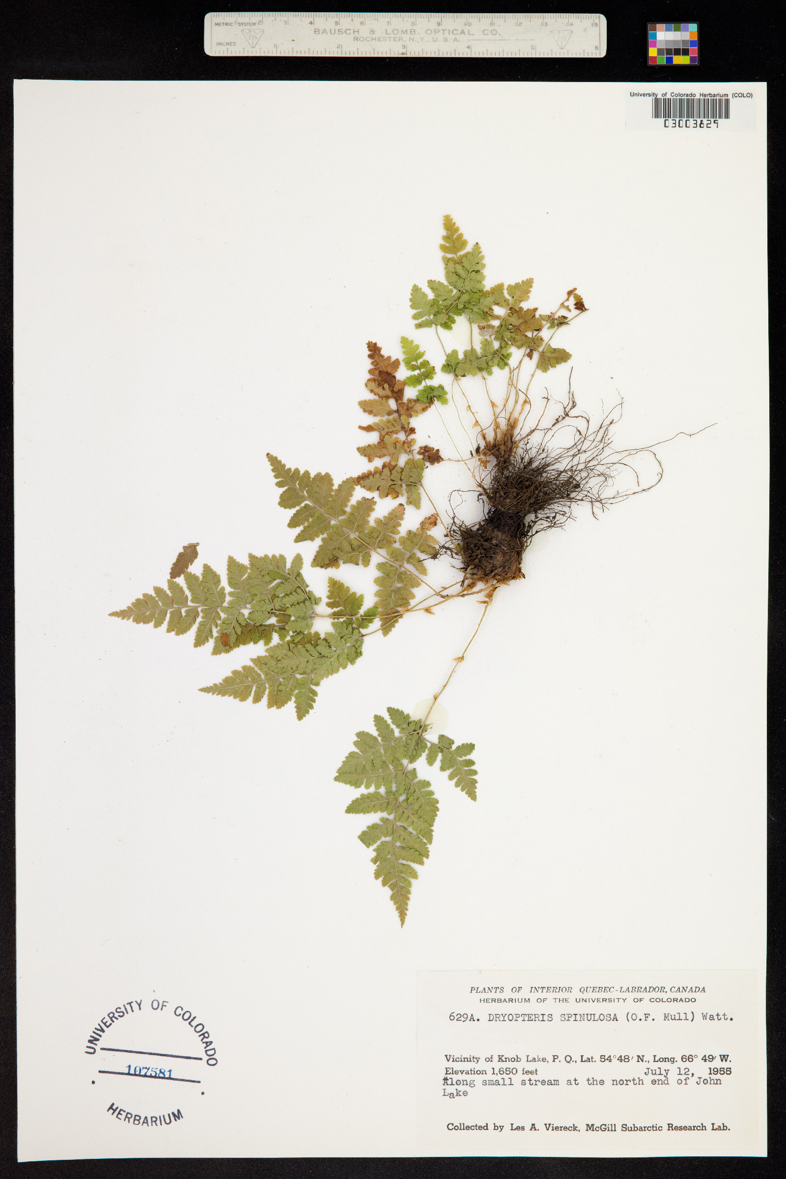 Dryopteris carthusiana image