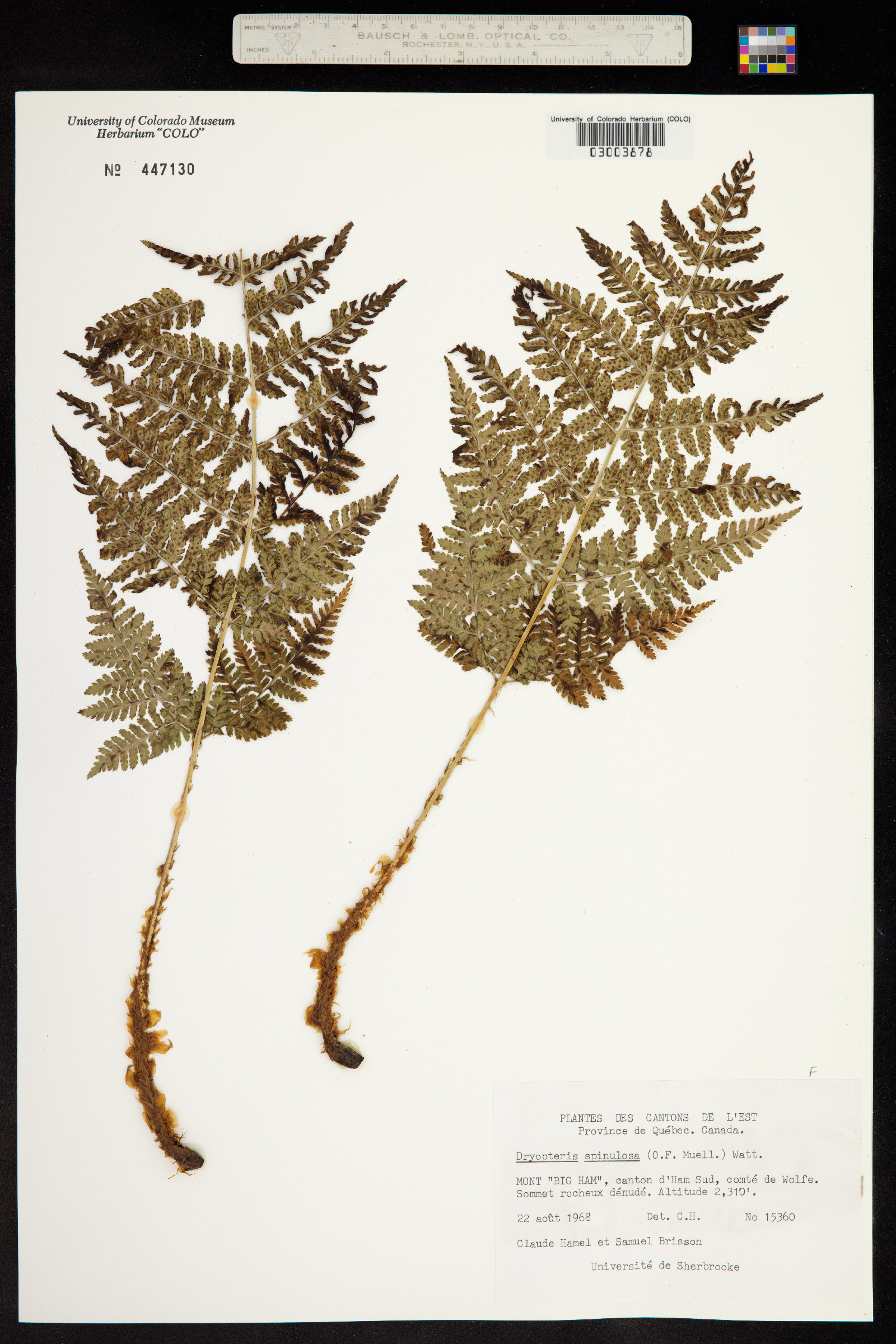 Dryopteris image