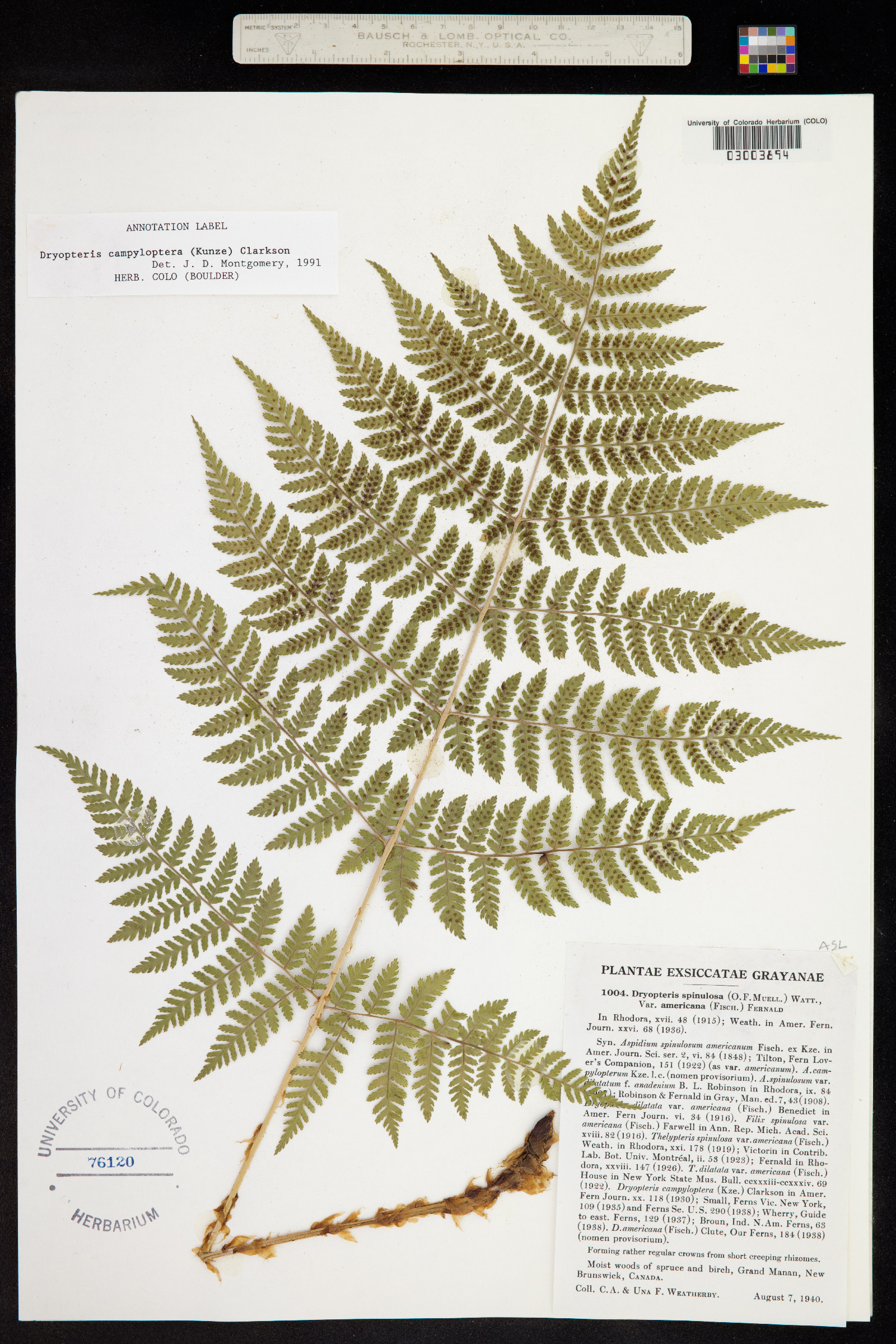 Dryopteris carthusiana image