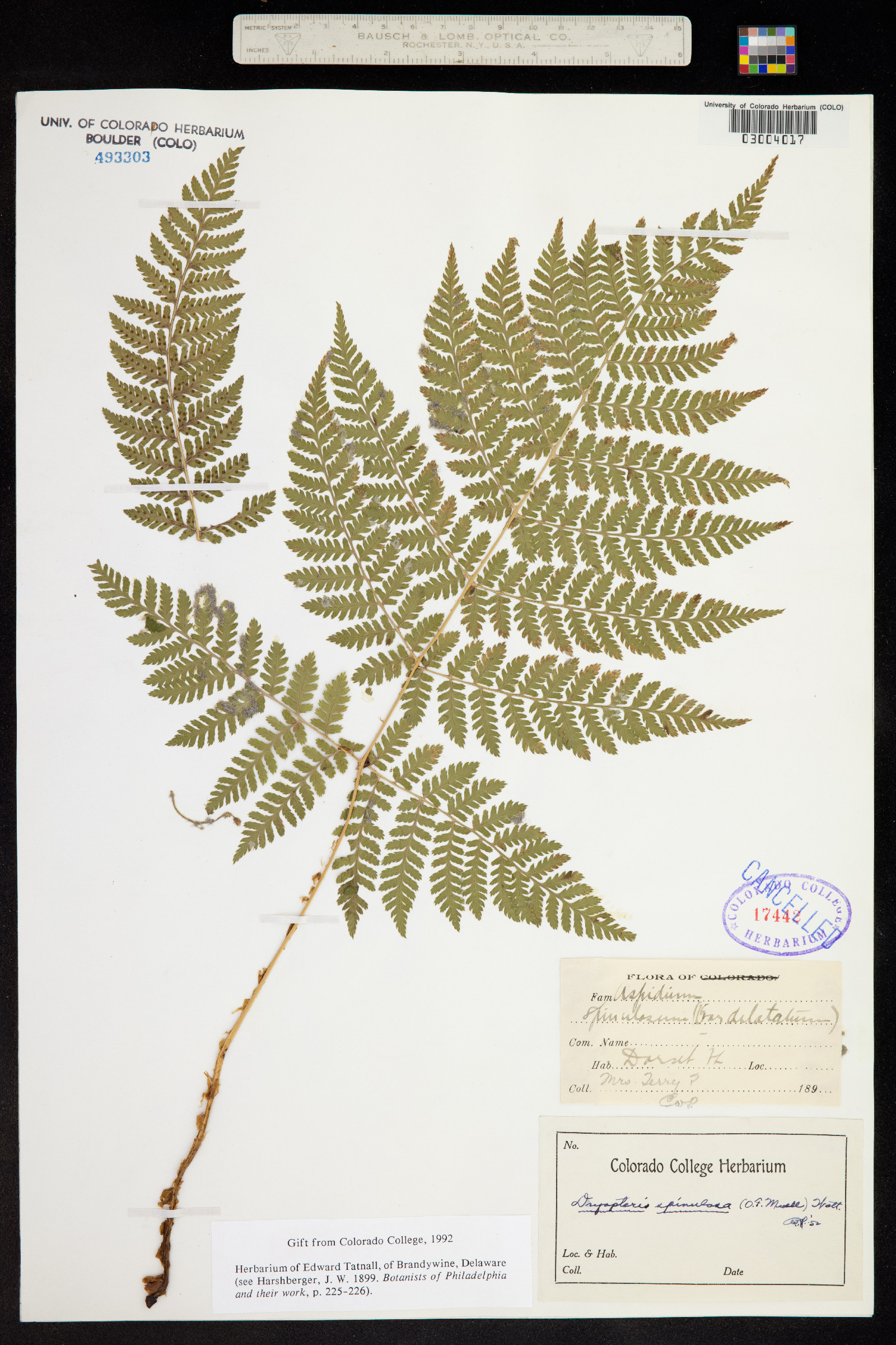Dryopteris carthusiana image