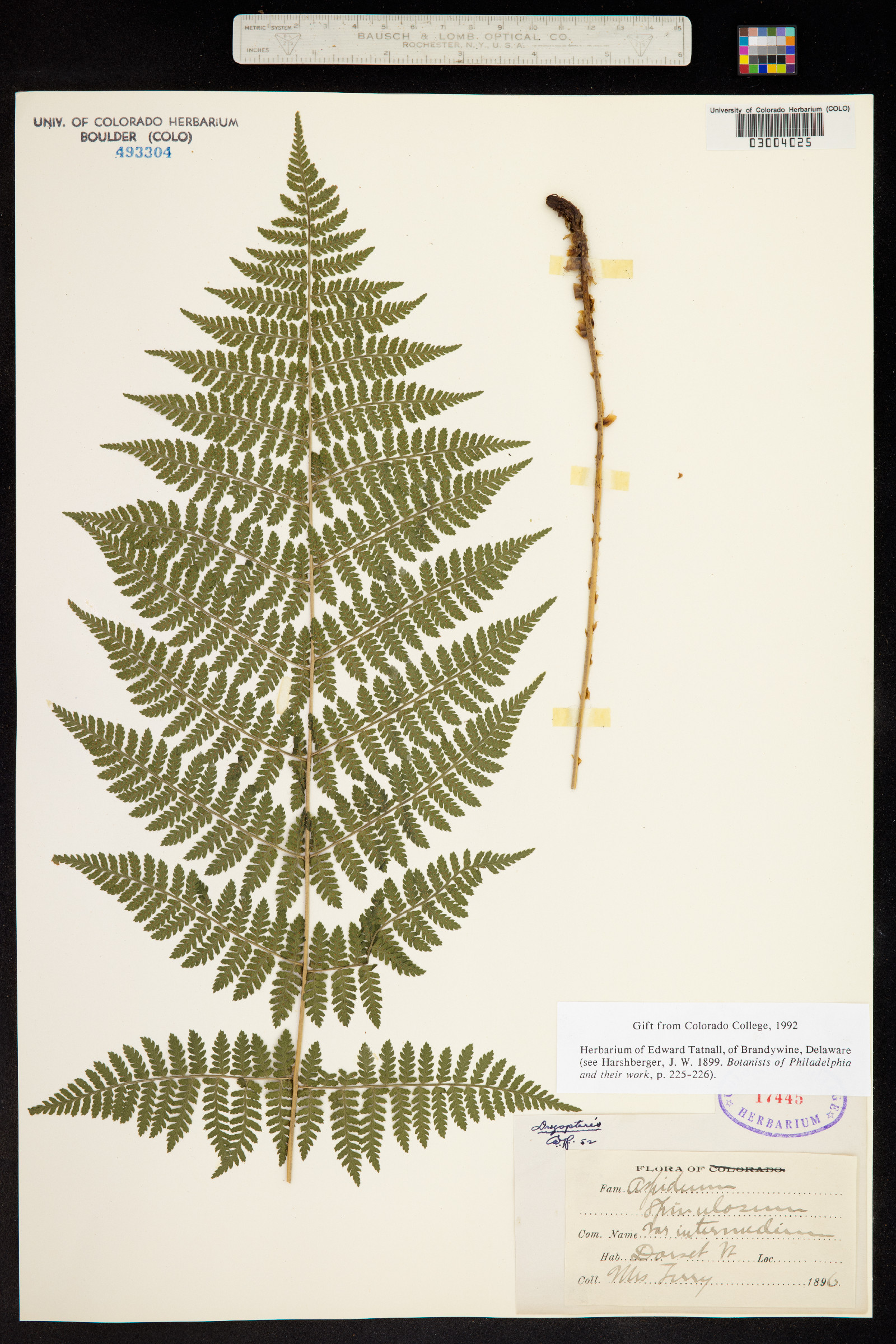 Dryopteris carthusiana image