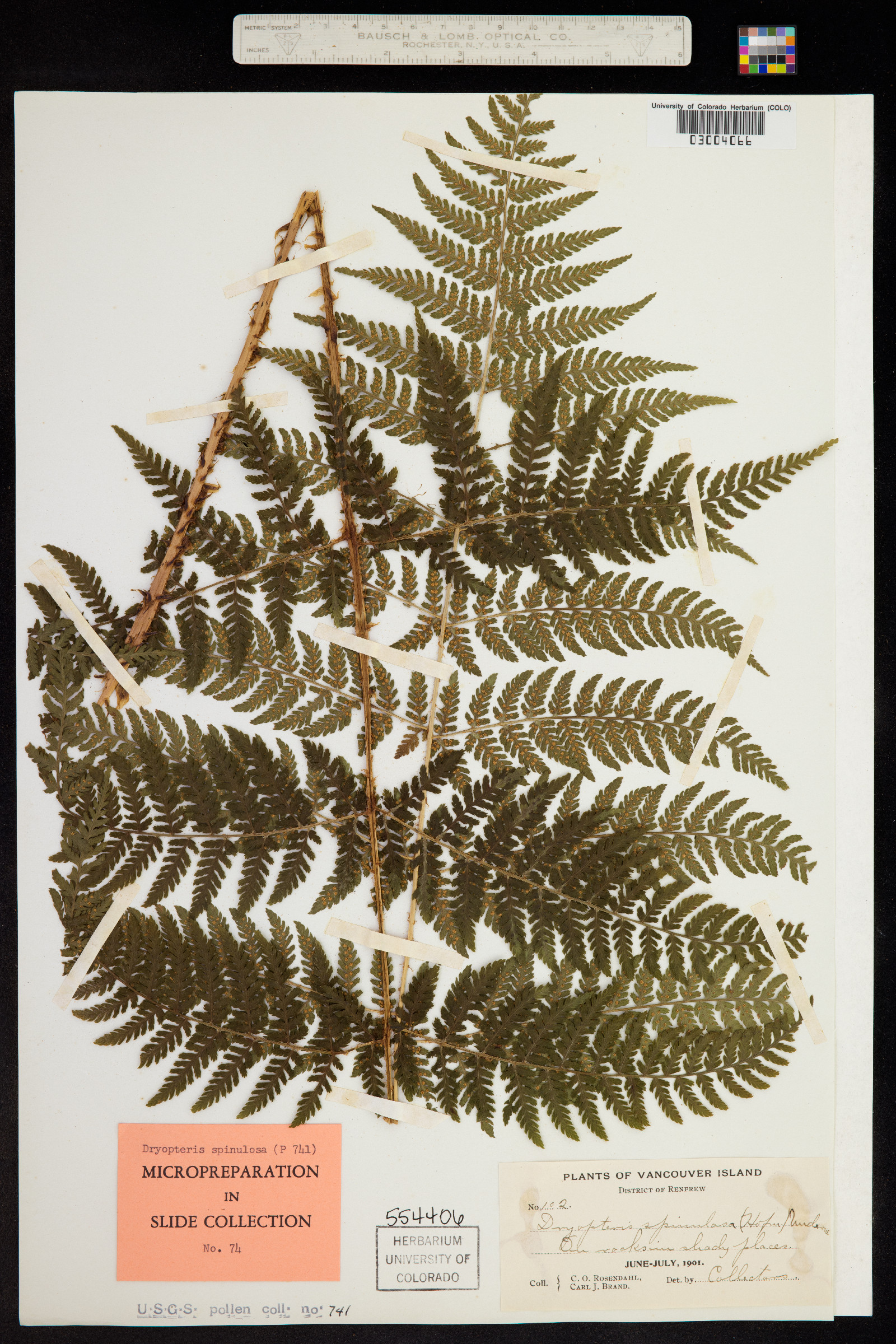 Dryopteris image