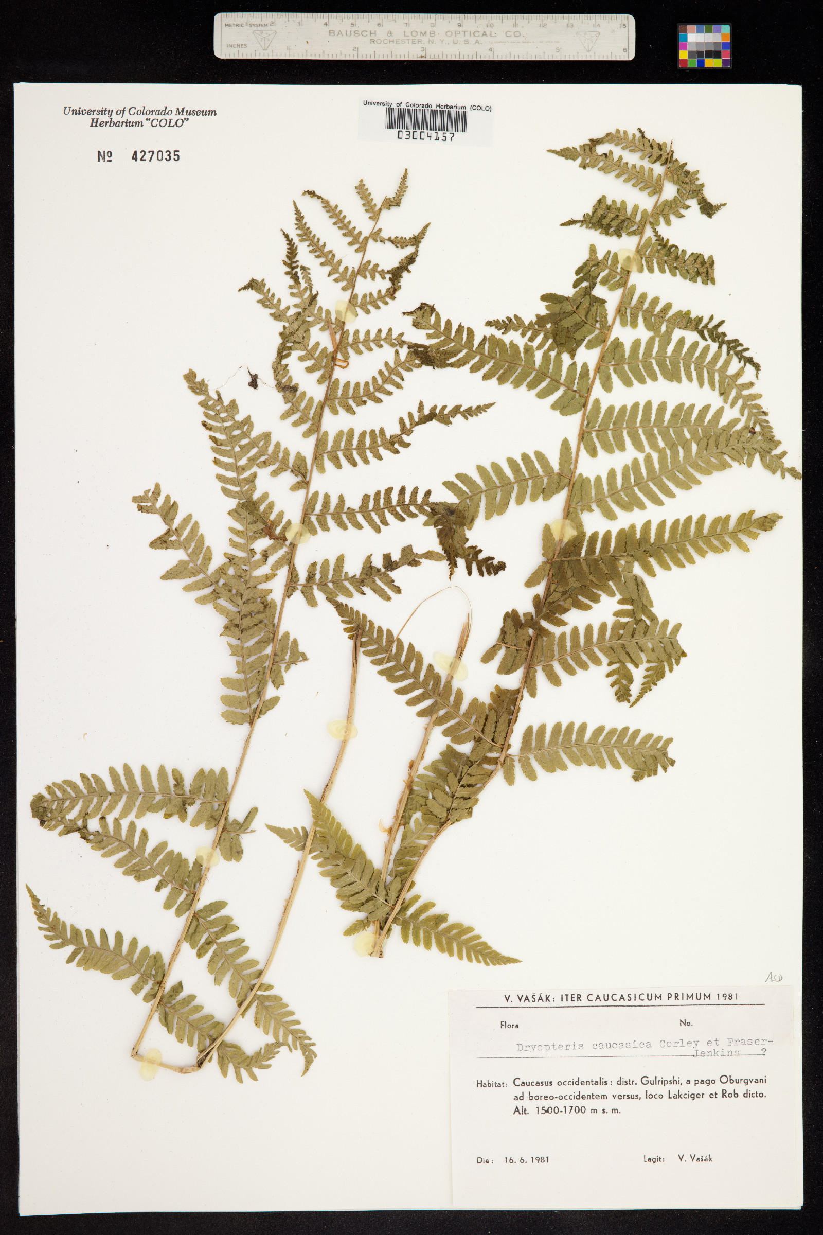 Dryopteris caucasica image