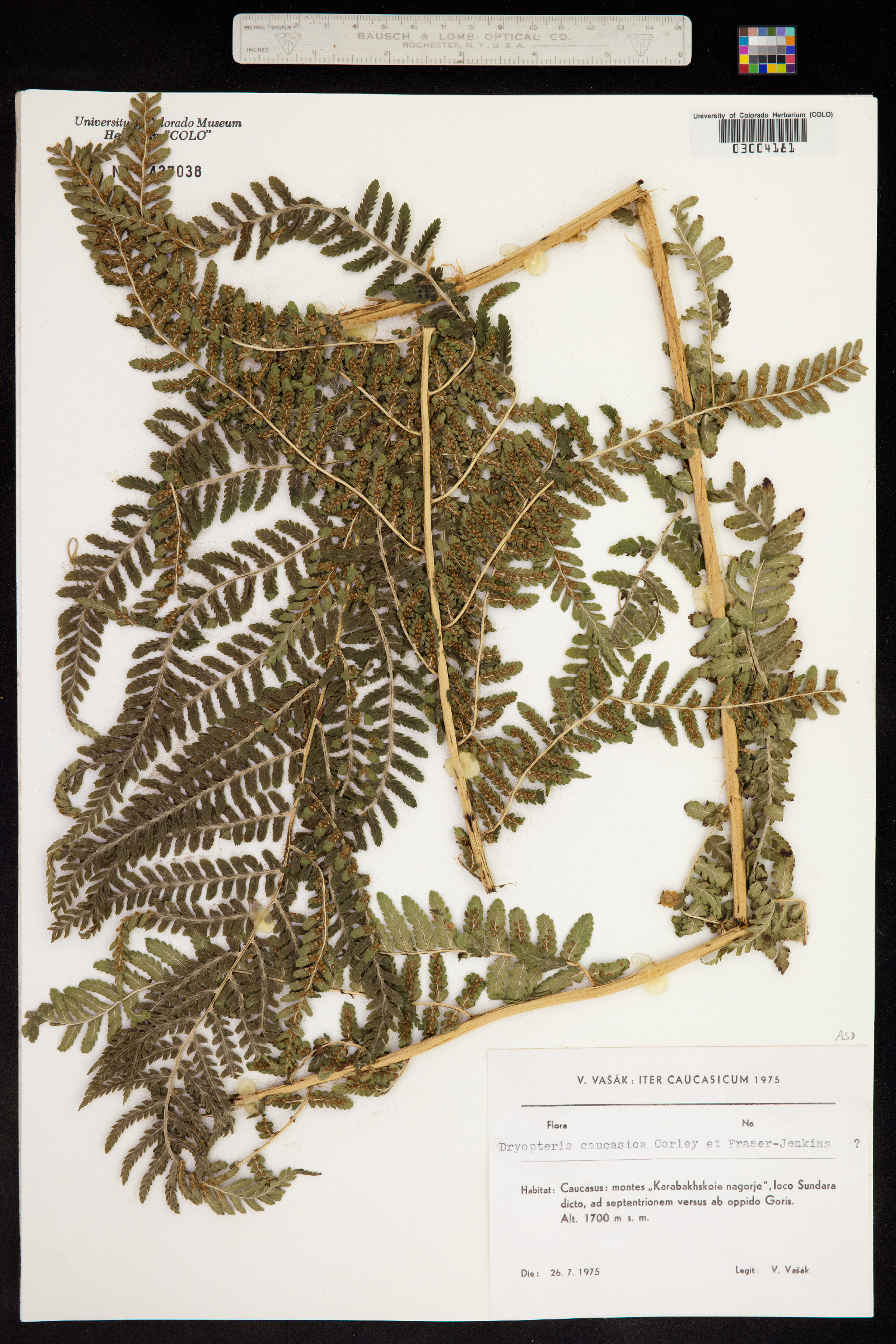 Dryopteris caucasica image