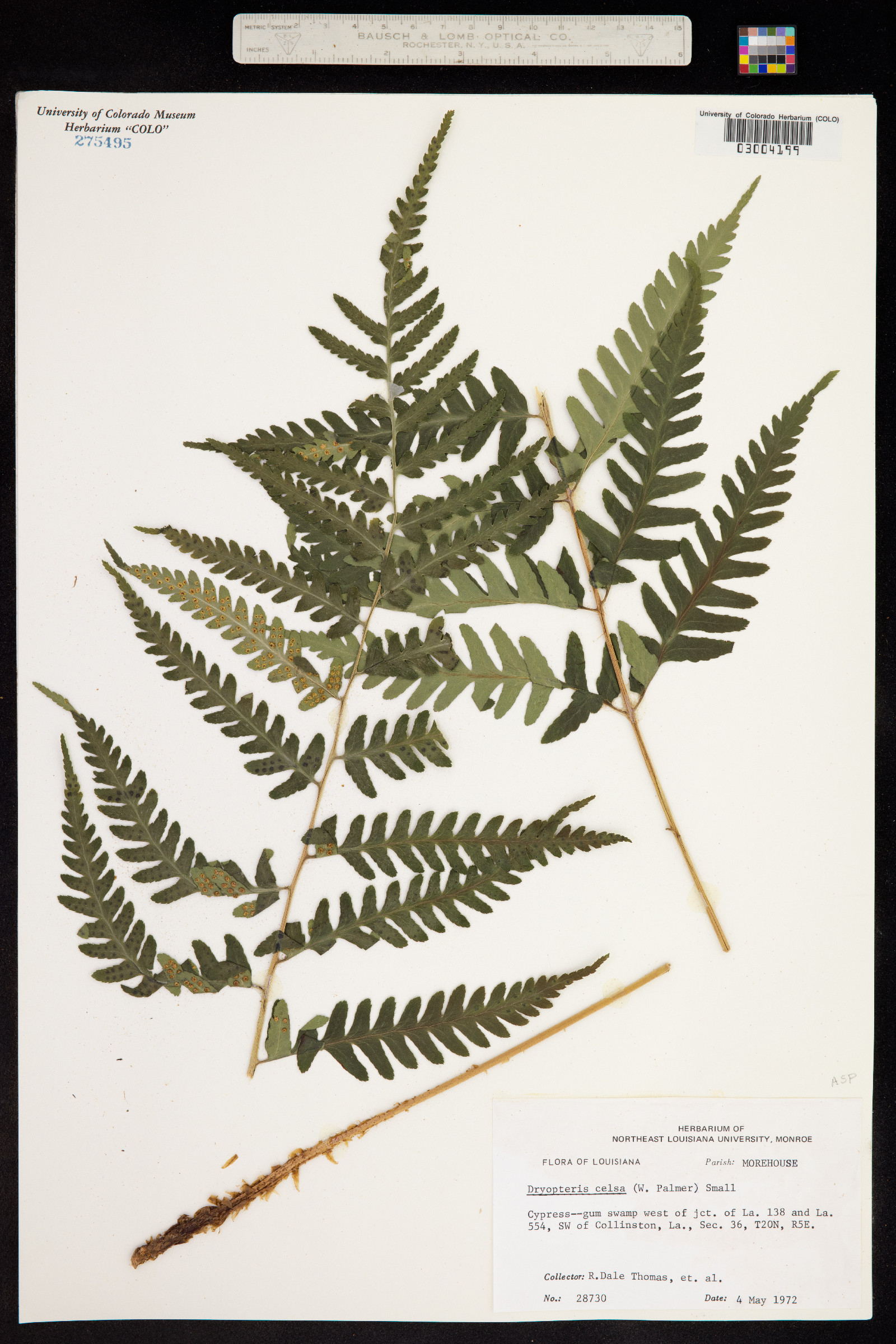 Dryopteris celsa image