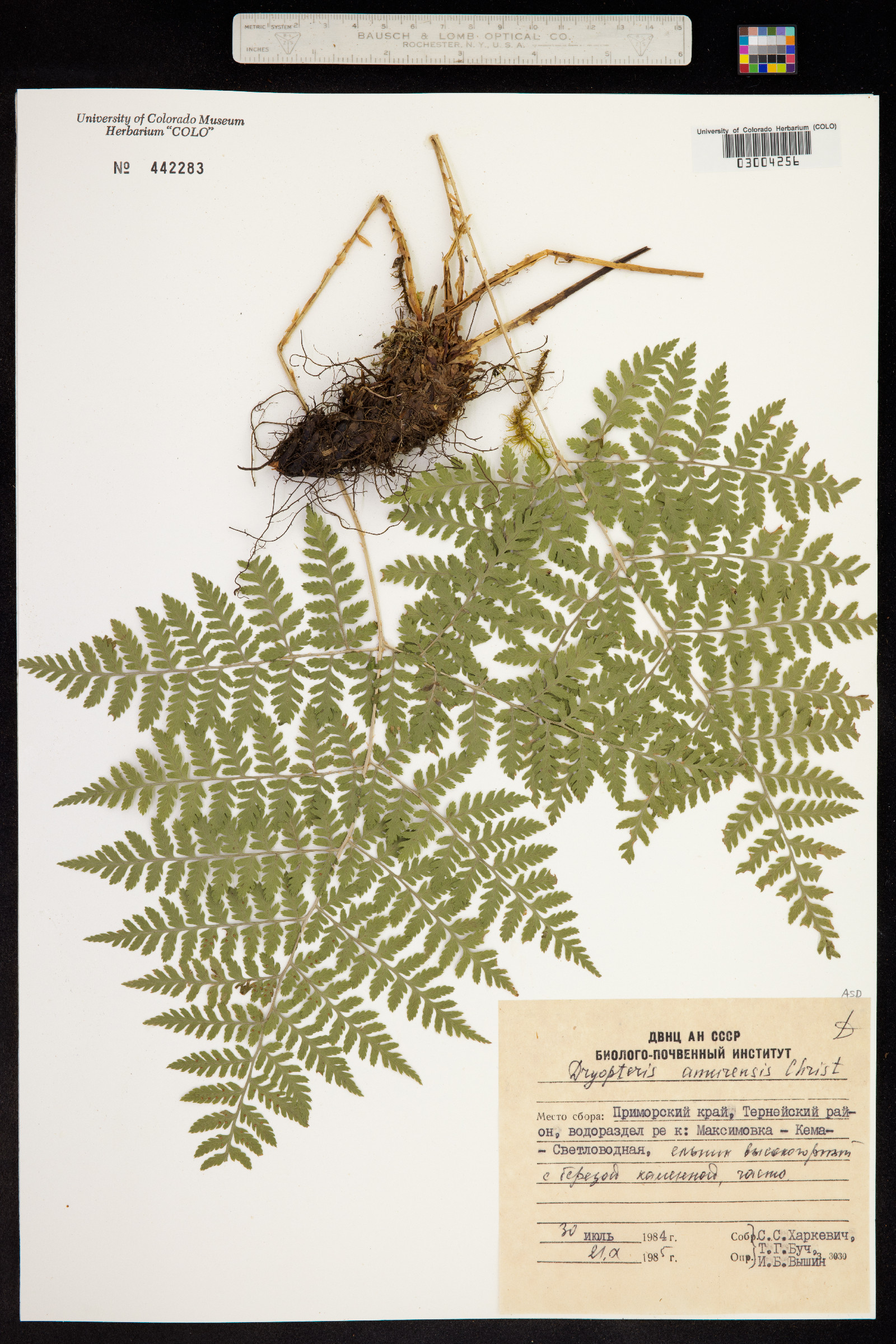 Dryopteris amurensis image