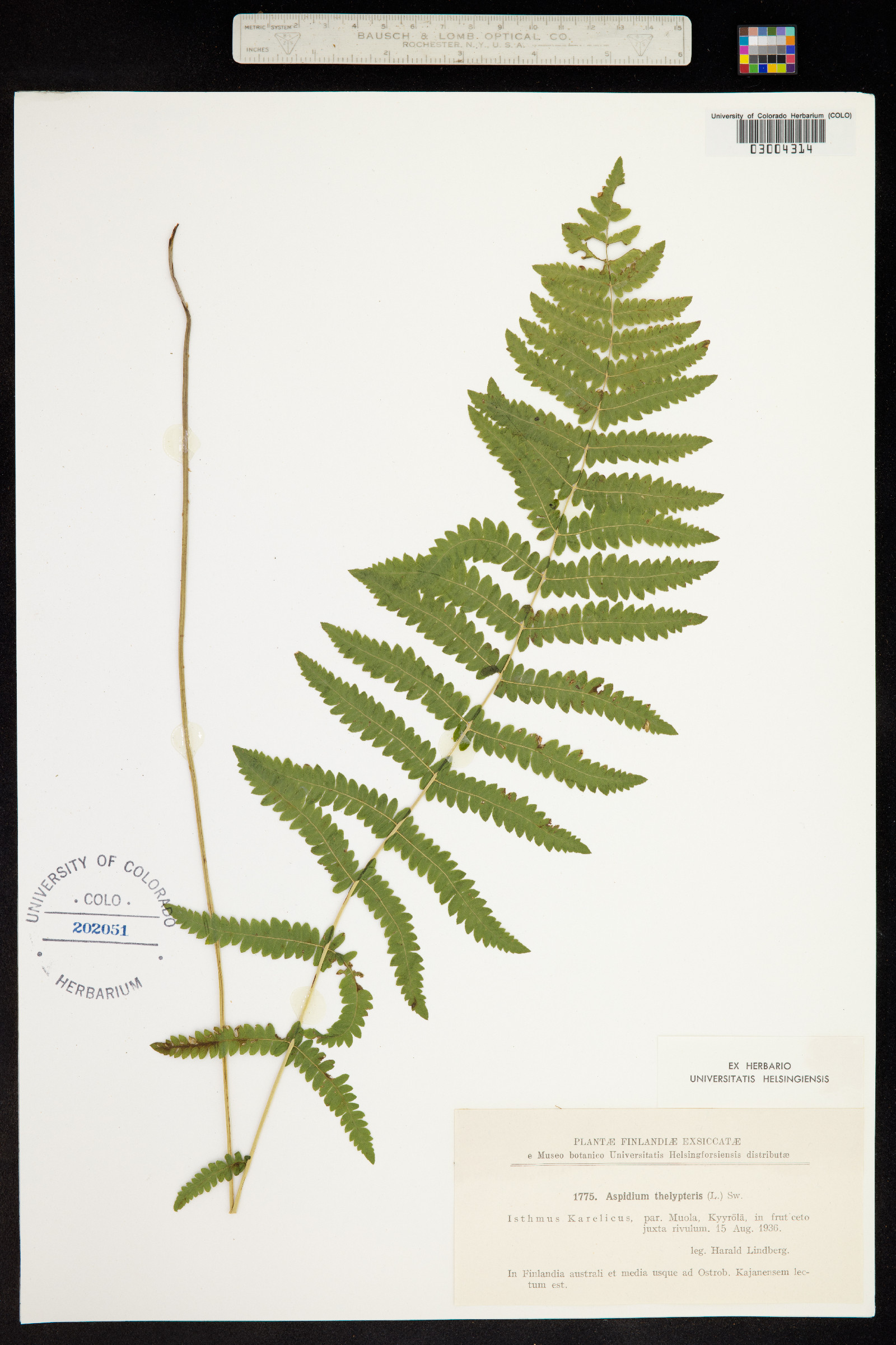 Thelypteris image