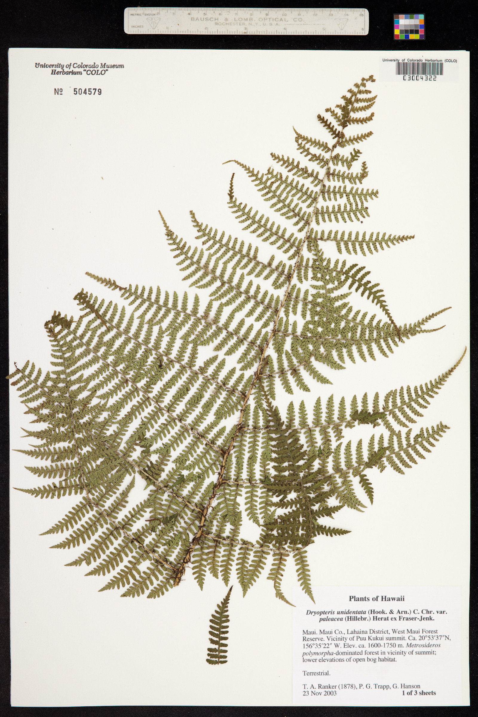 Dryopteris unidentata image