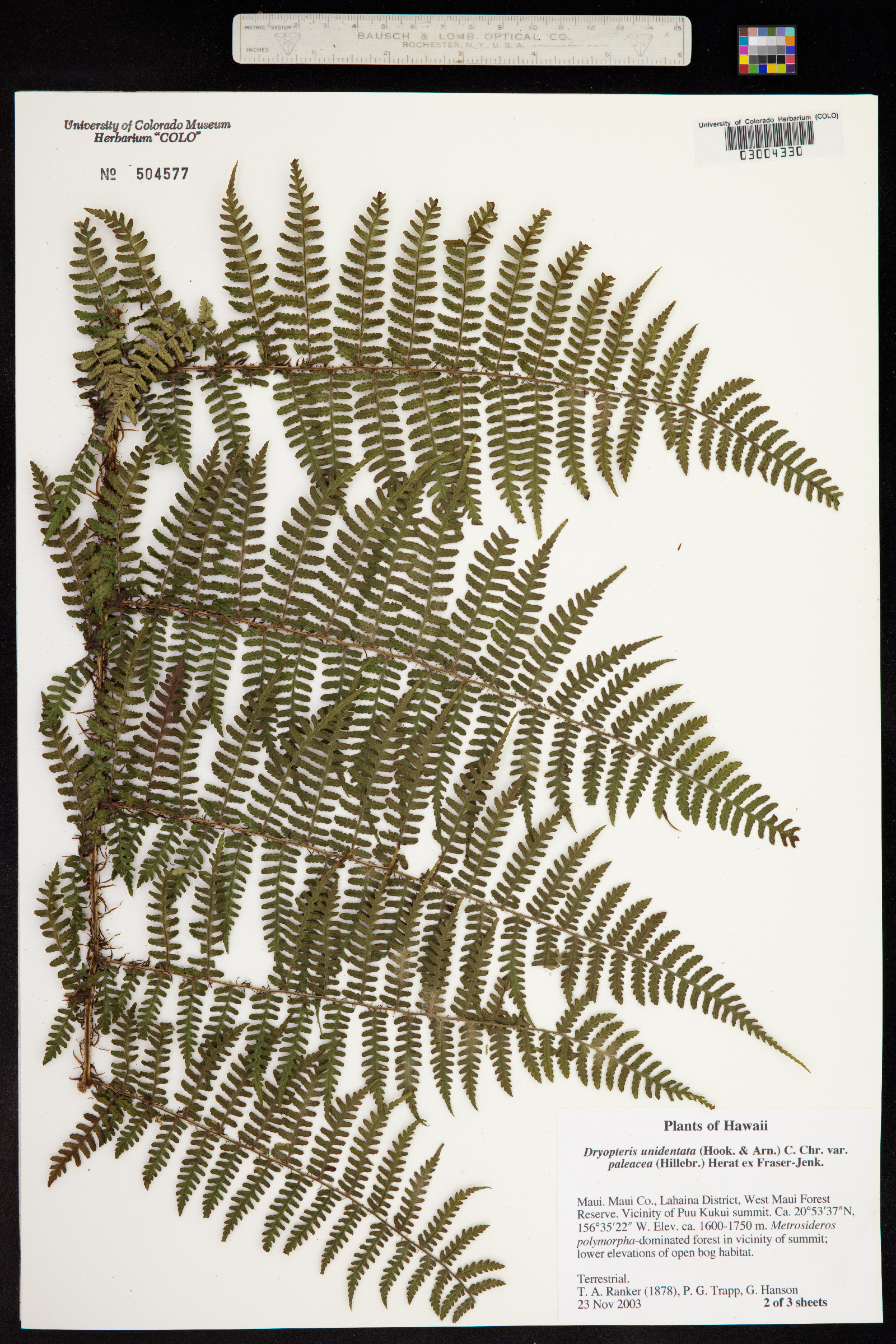 Dryopteris unidentata image