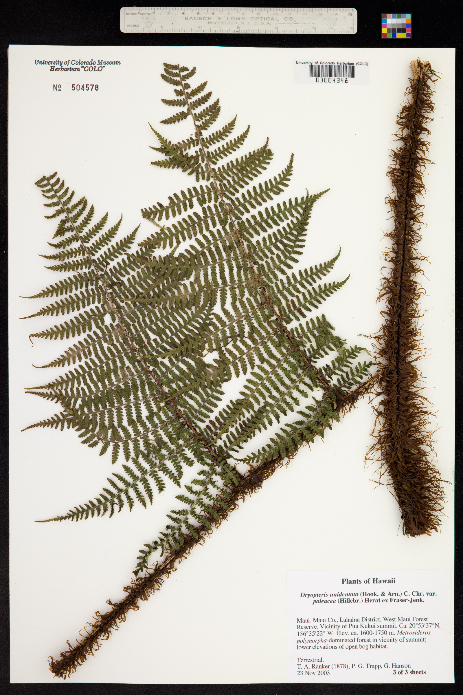 Dryopteris unidentata image