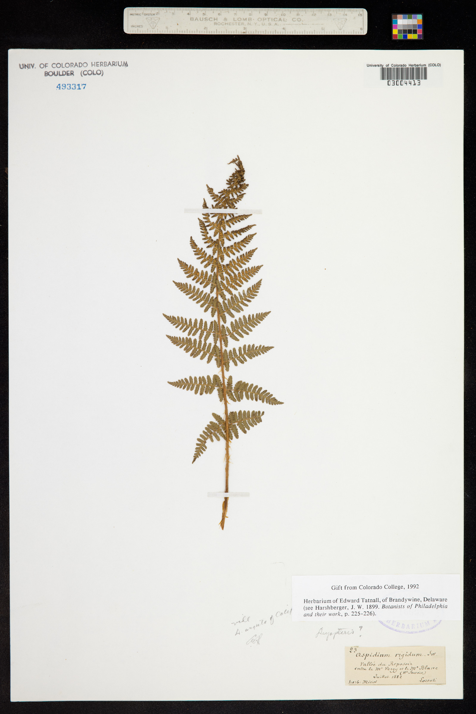 Dryopteris image