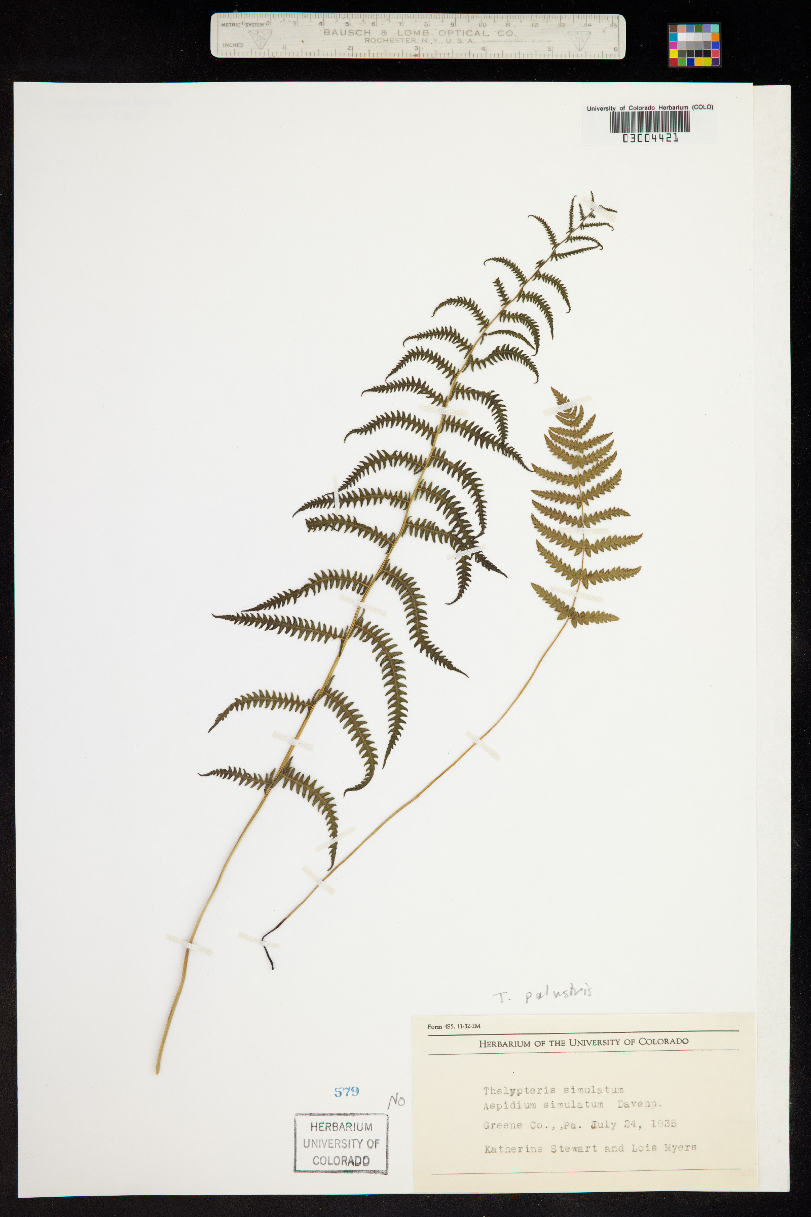 Thelypteris palustris image