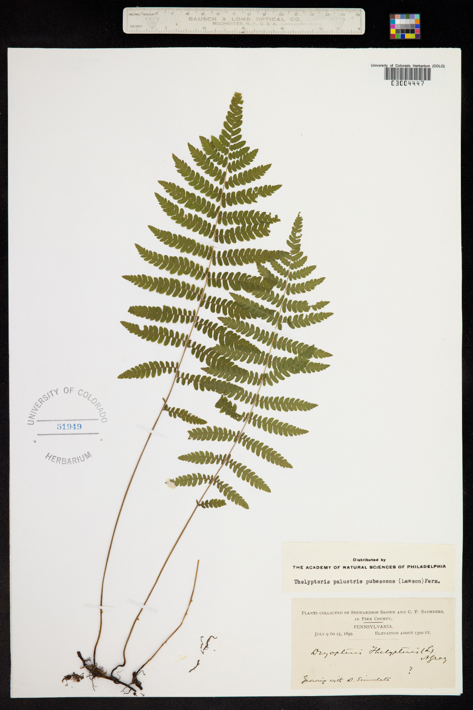 Dryopteris image