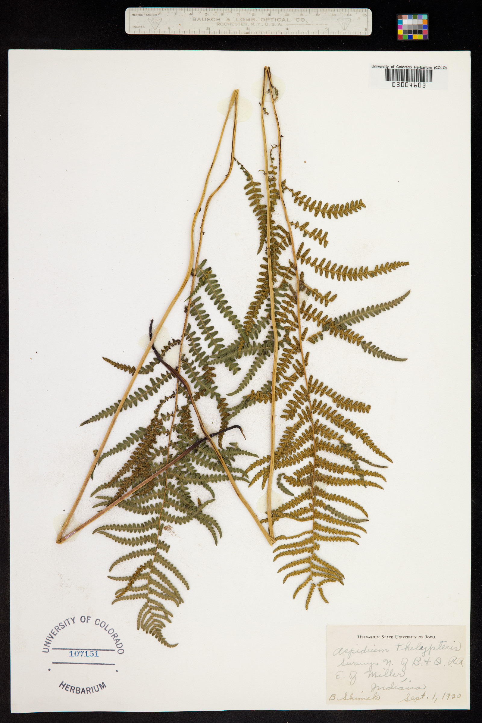 Thelypteris palustris var. pubescens image