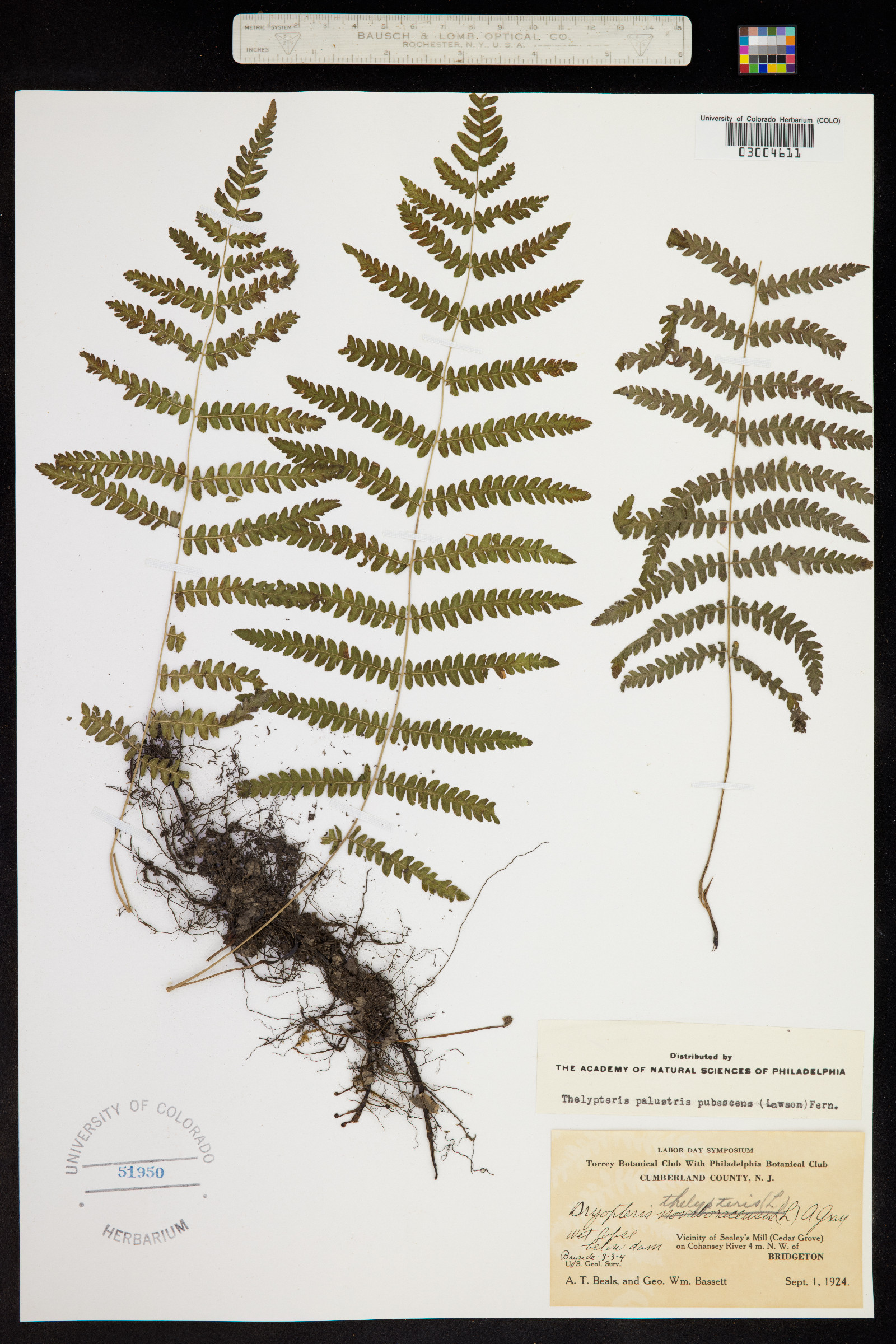 Thelypteris palustris image