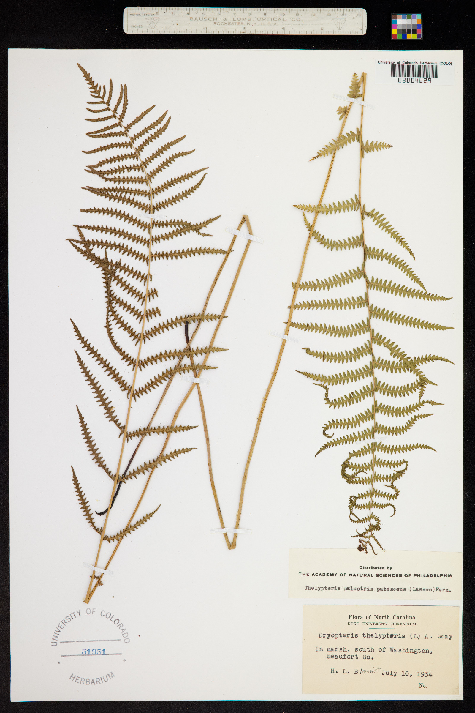 Thelypteris palustris var. pubescens image