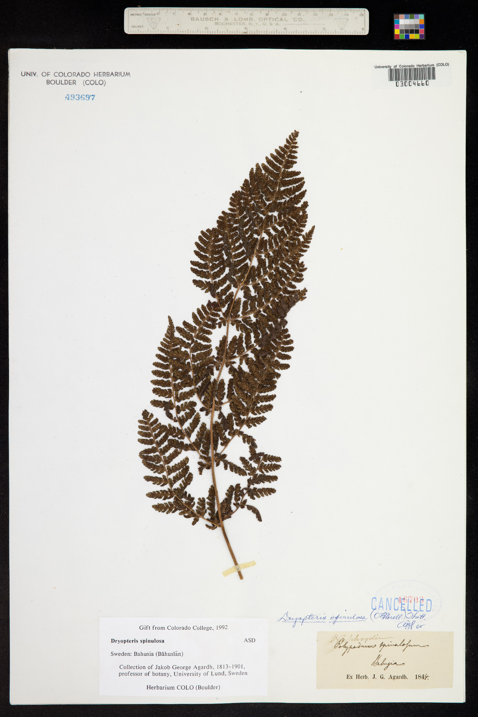 Dryopteris image