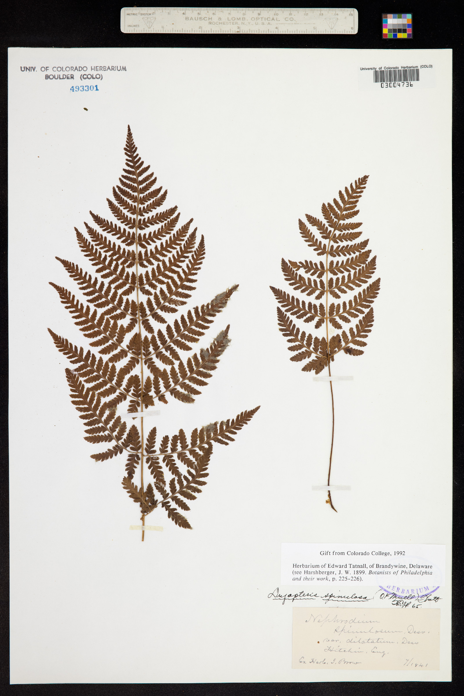 Dryopteris carthusiana image