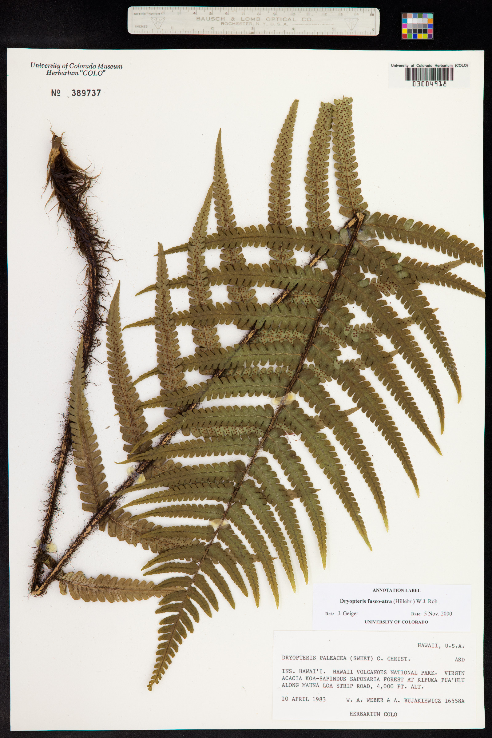 Dryopteris wallichiana image