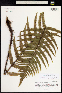 Dryopteris paleacea image