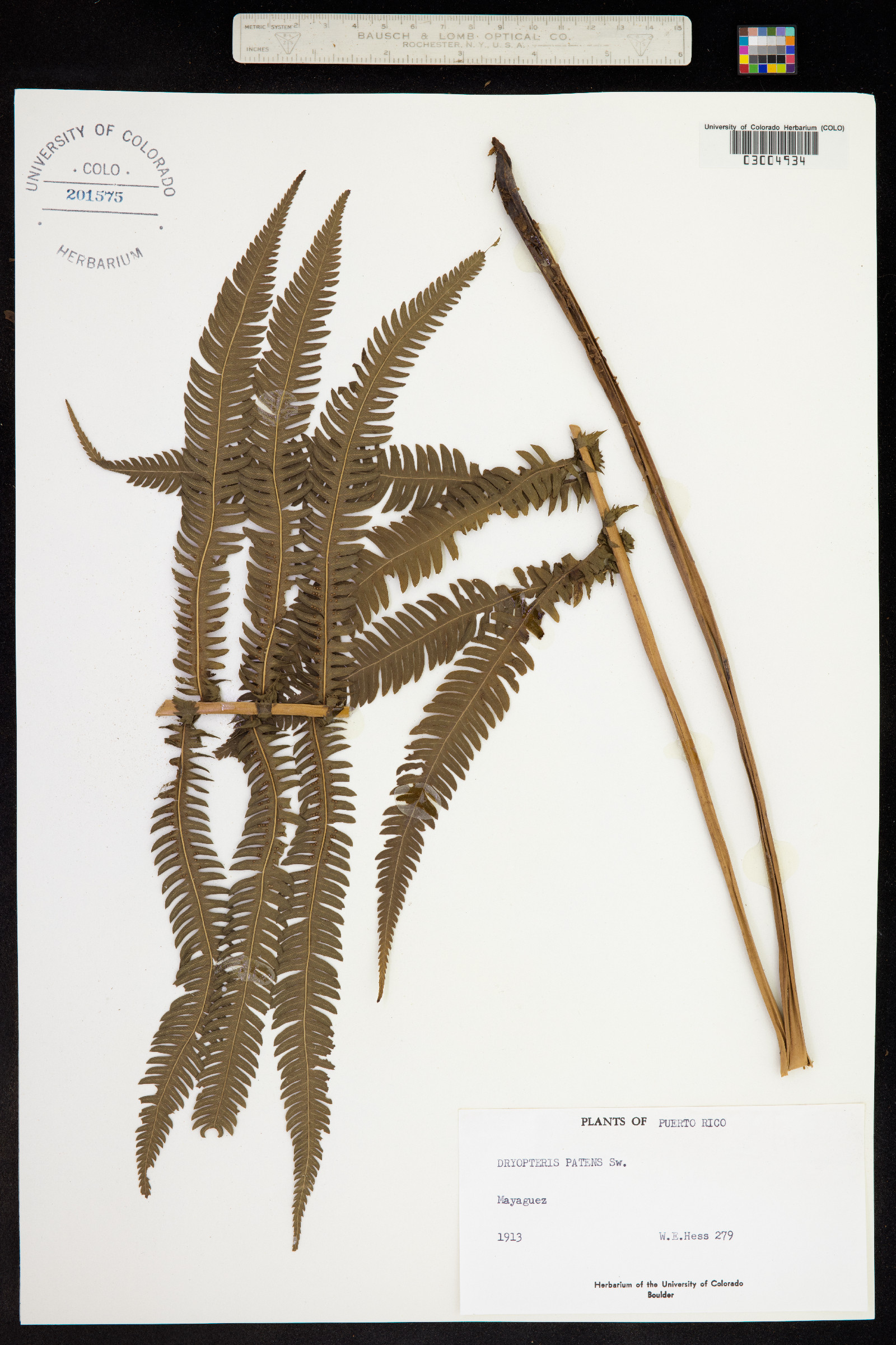 Thelypteris patens var. patens image