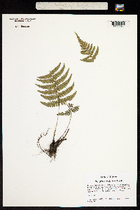 Dryopteris lepidopoda image