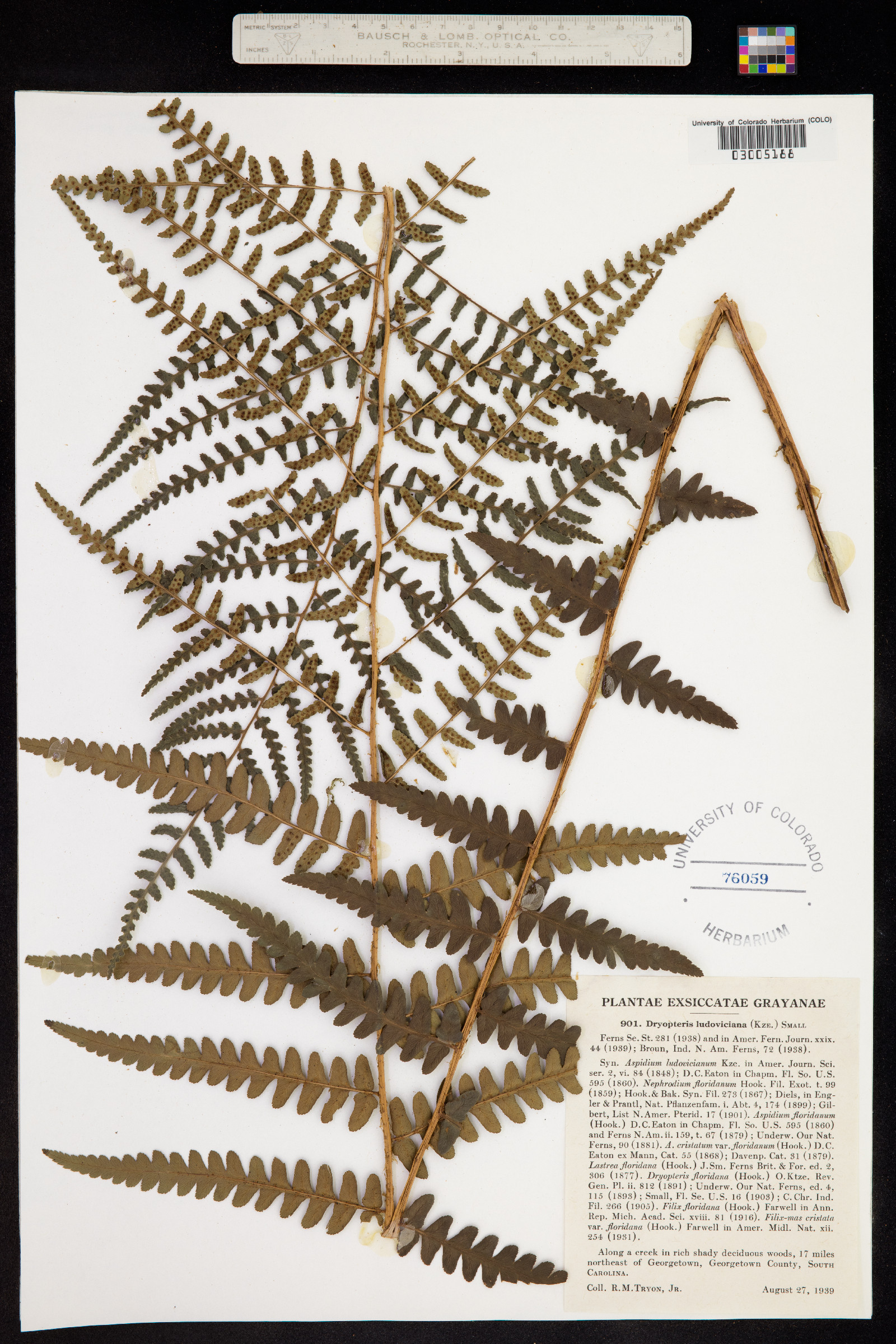 Dryopteris ludoviciana image