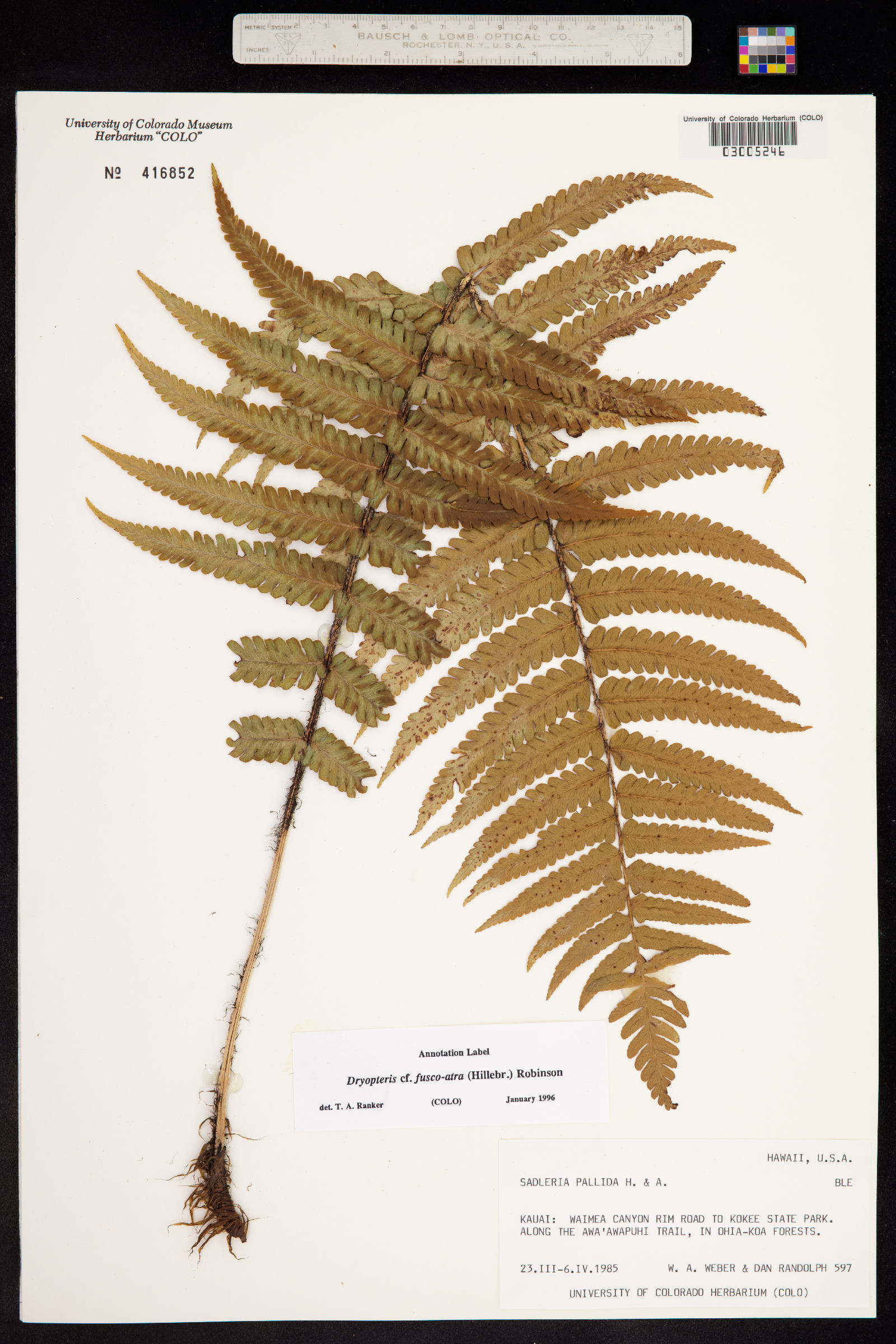 Dryopteris fuscoatra image