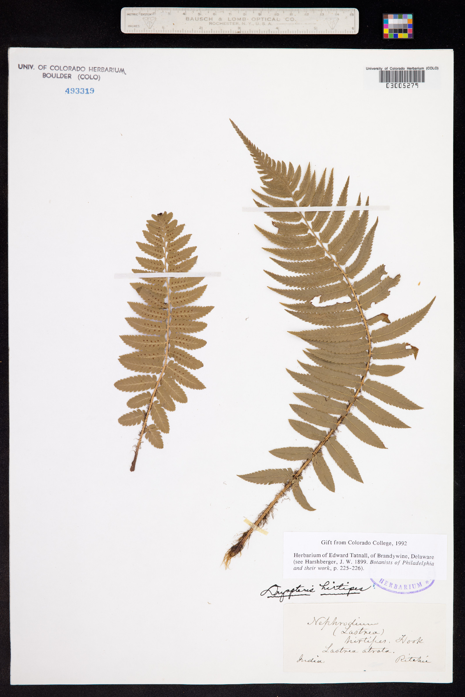 Dryopteris hirtipes image