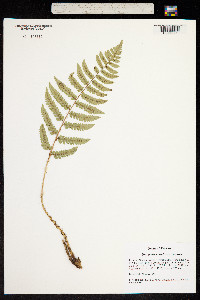 Image of Dryopteris costalisora