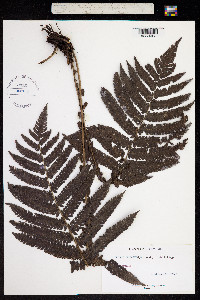 Dryopteris deltoidea image