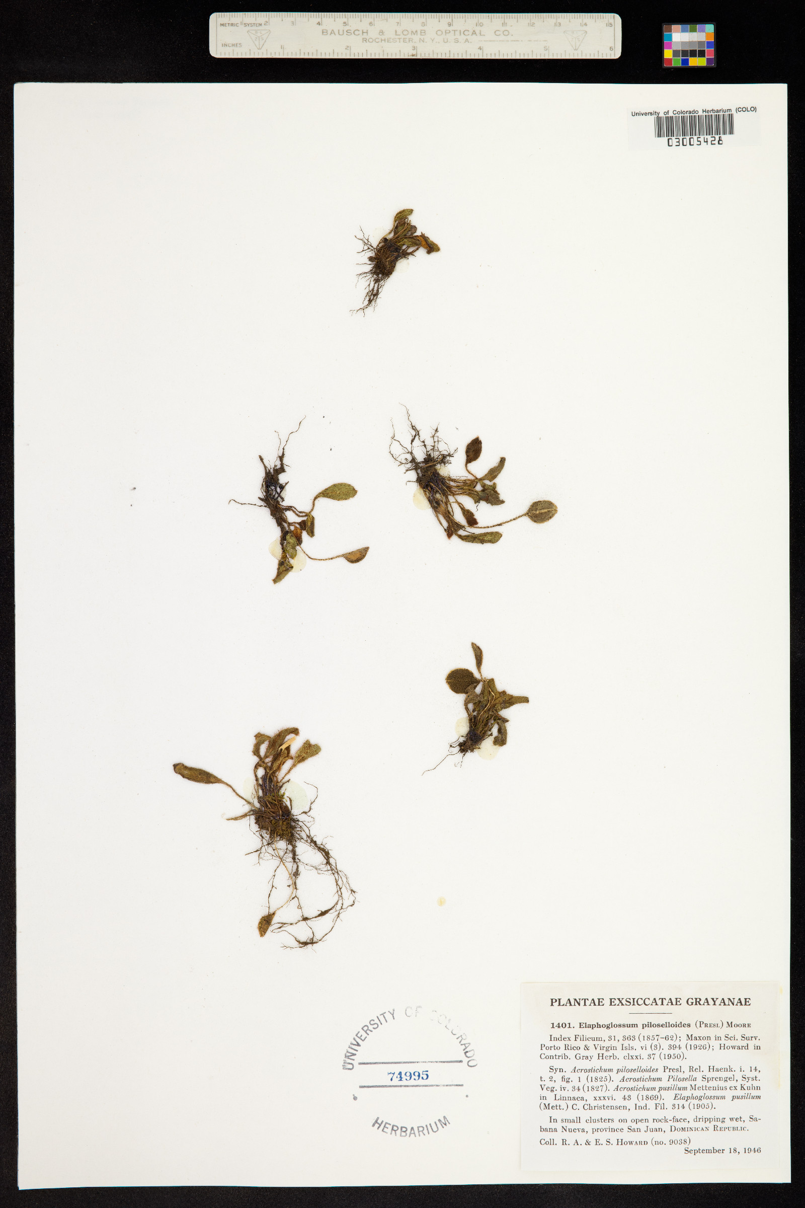 Elaphoglossum spatulatum image