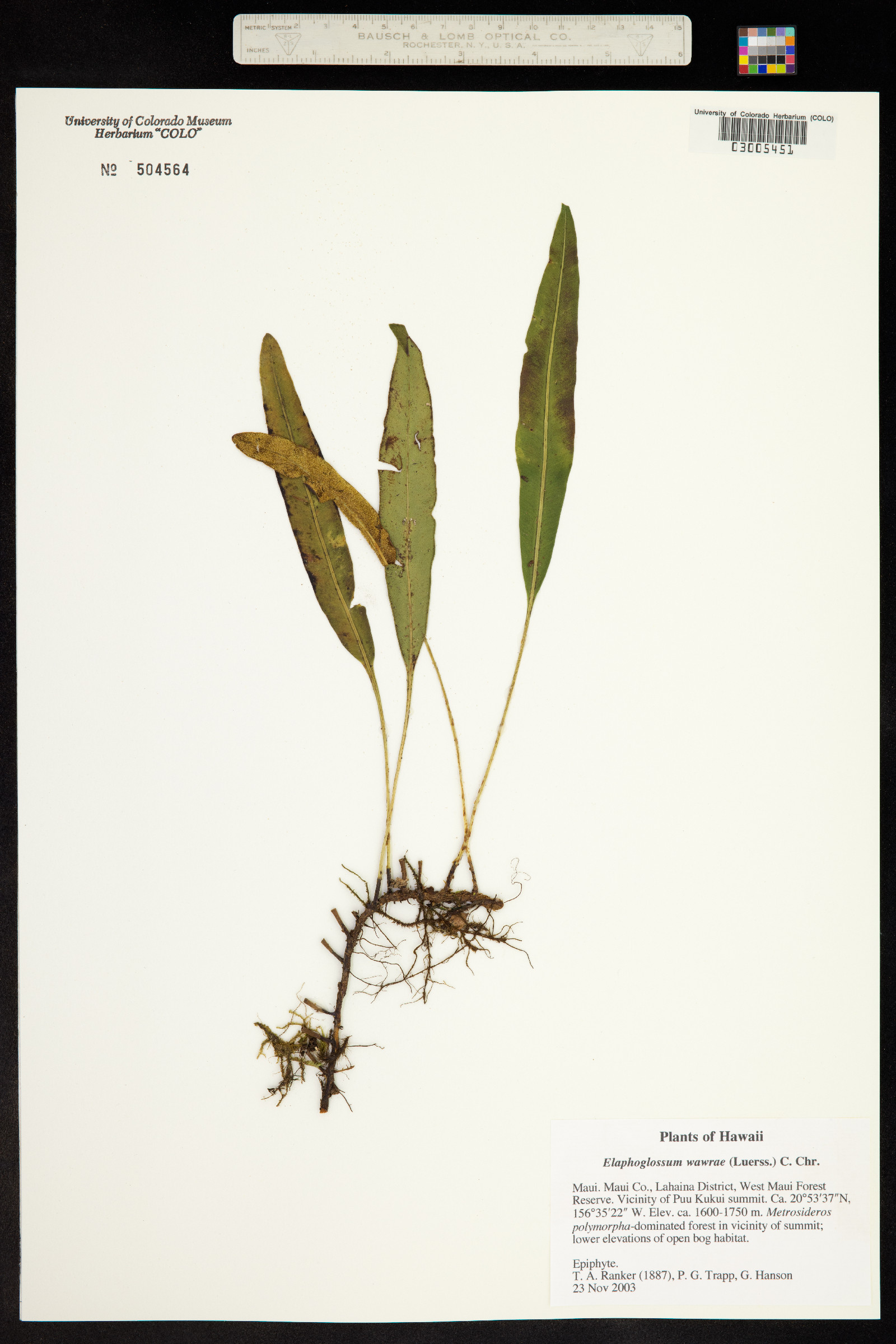 Elaphoglossum wawrae image