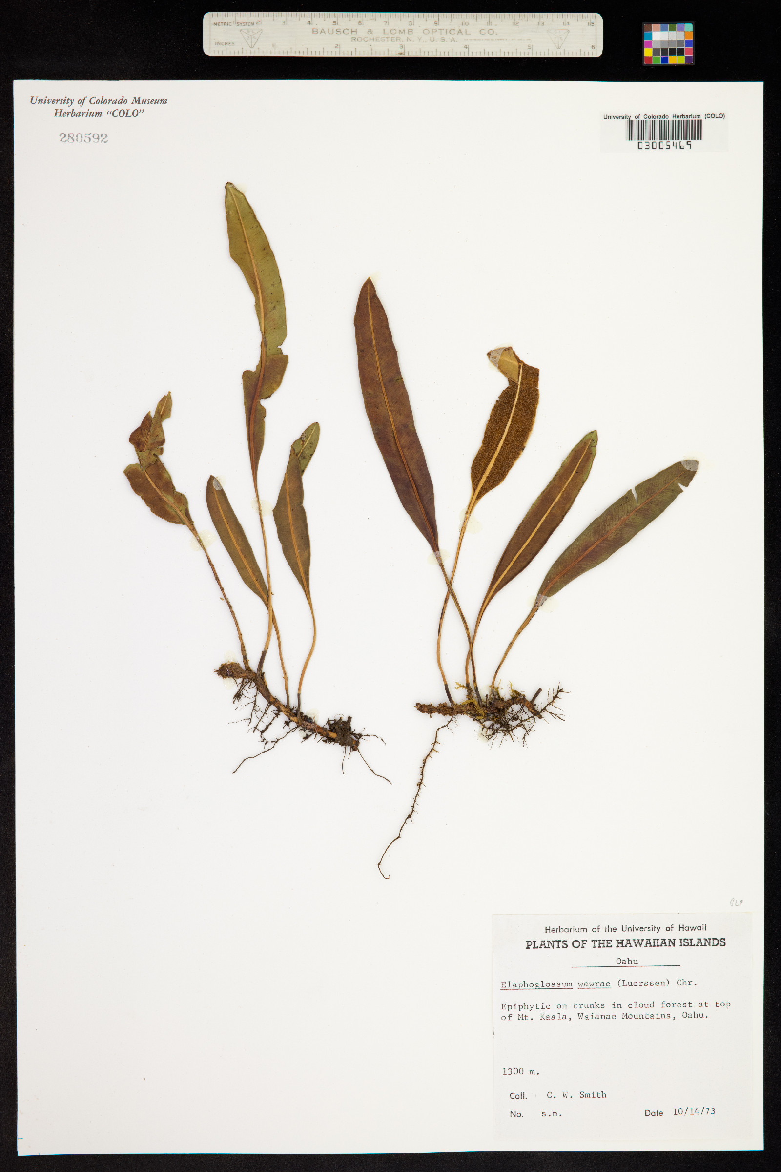 Elaphoglossum wawrae image