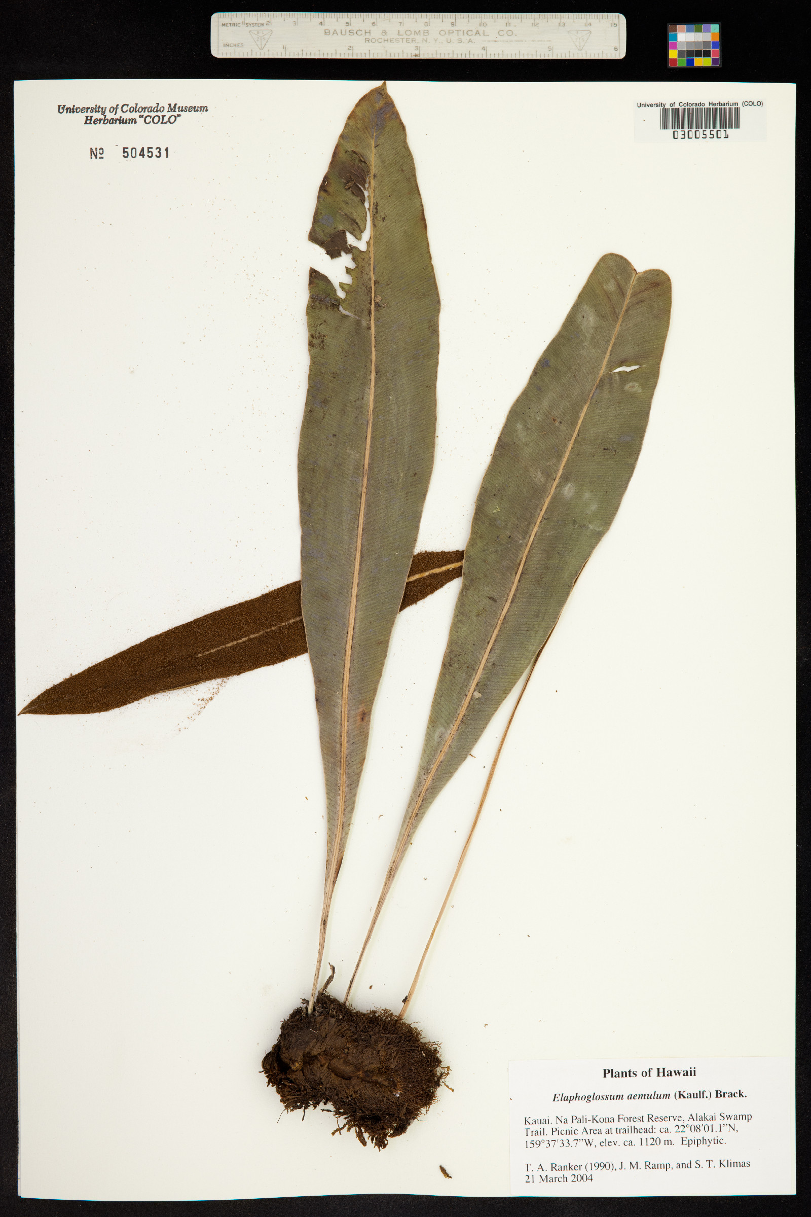 Elaphoglossum aemulum image