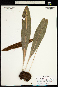 Image of Elaphoglossum aemulum