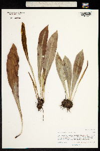 Image of Elaphoglossum alatum