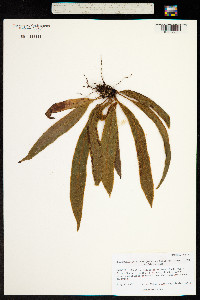 Elaphoglossum hirtum var. micans image