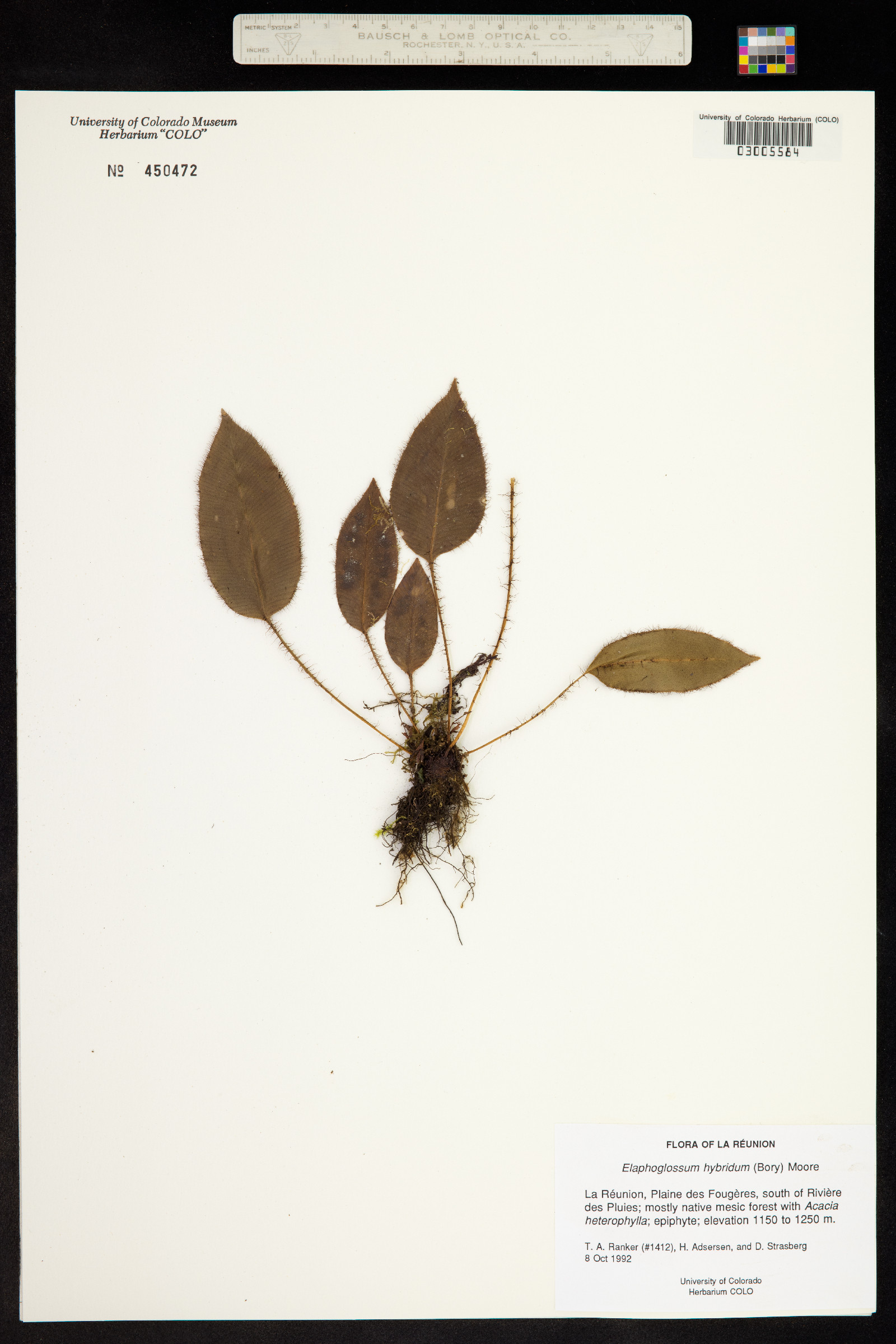 Elaphoglossum hybridum image