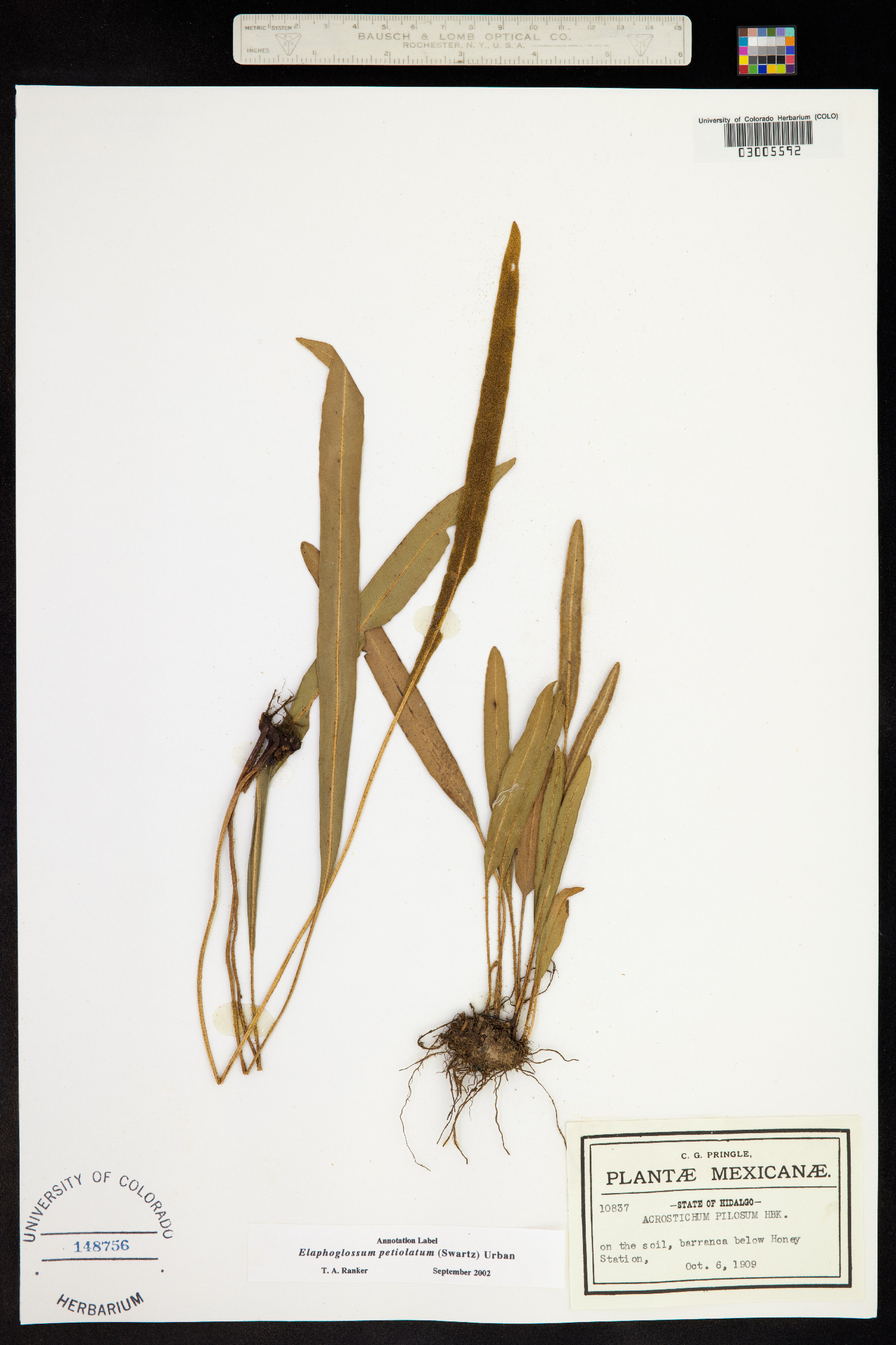 Elaphoglossum petiolatum image