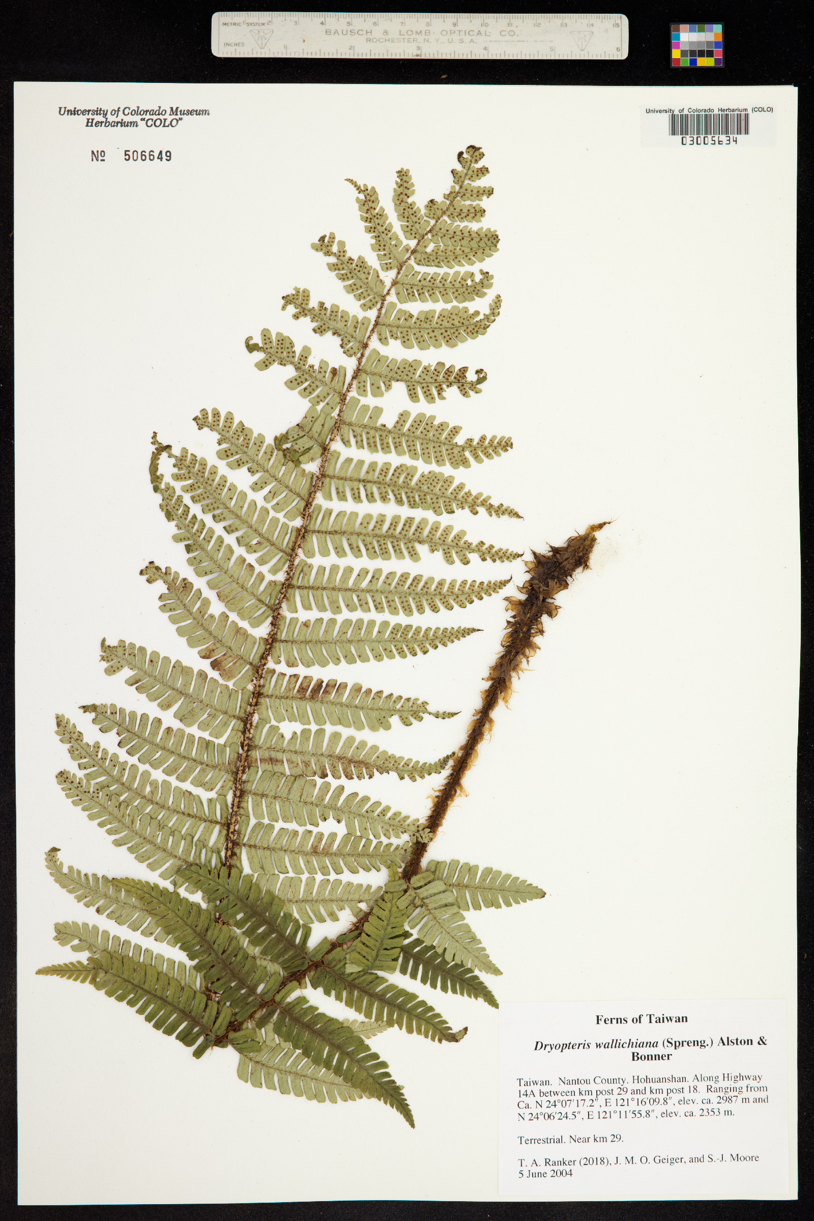 Dryopteris wallichiana image