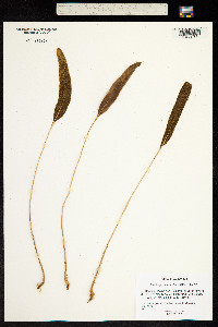 Elaphoglossum aubertii image